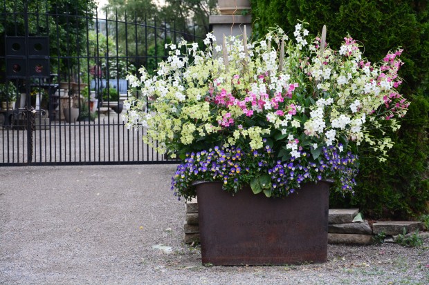 Nicotiana in containers