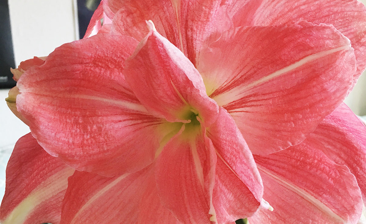 amaryllis bloom feature