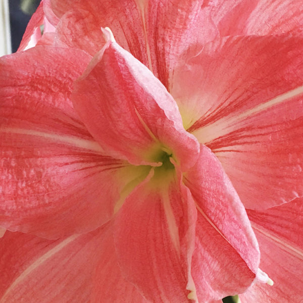 amaryllis bloom feature