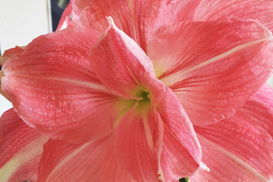 amaryllis bloom feature