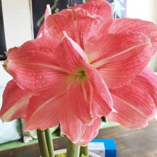 amaryllis bloom