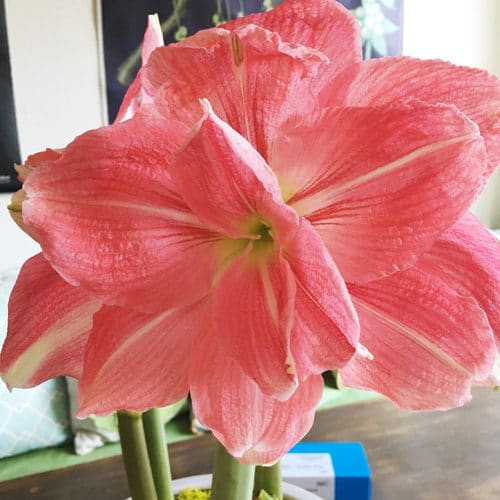 amaryllis flower