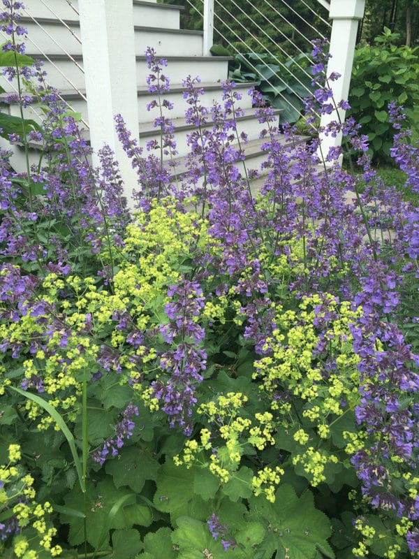 lady's mantle with nepeta