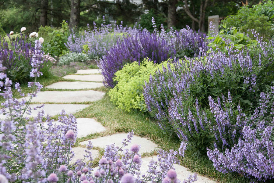 Colorful garden