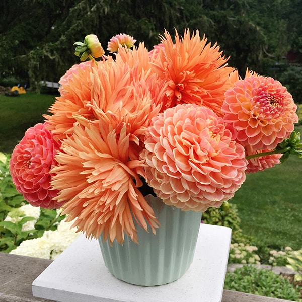 Salmon dahlia bouquet