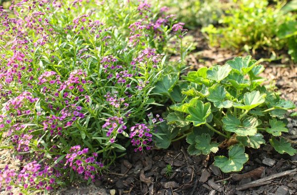 dwarf lady's mantle