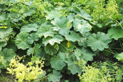 lady's mantle