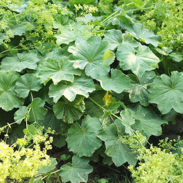 lady's mantle