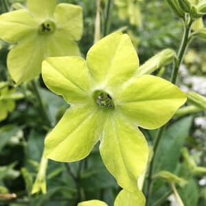 Star-shaped flowers on Nicotiana