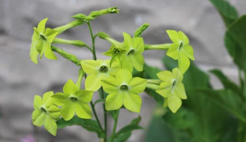 nicotiana alata lime green