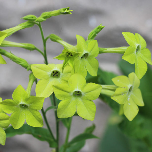 nicotiana alata lime green