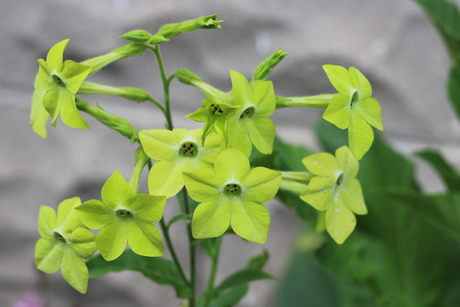 nicotiana alata lime green
