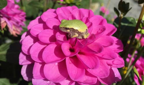 Serkan dahlia with tree frog