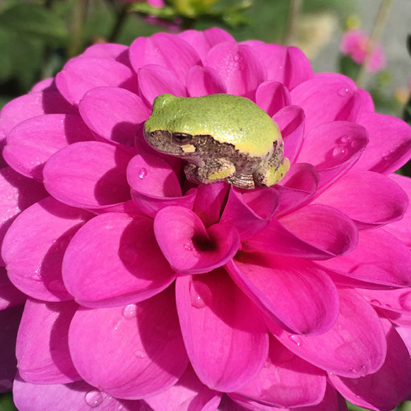 Serkan dahlia with tree frog