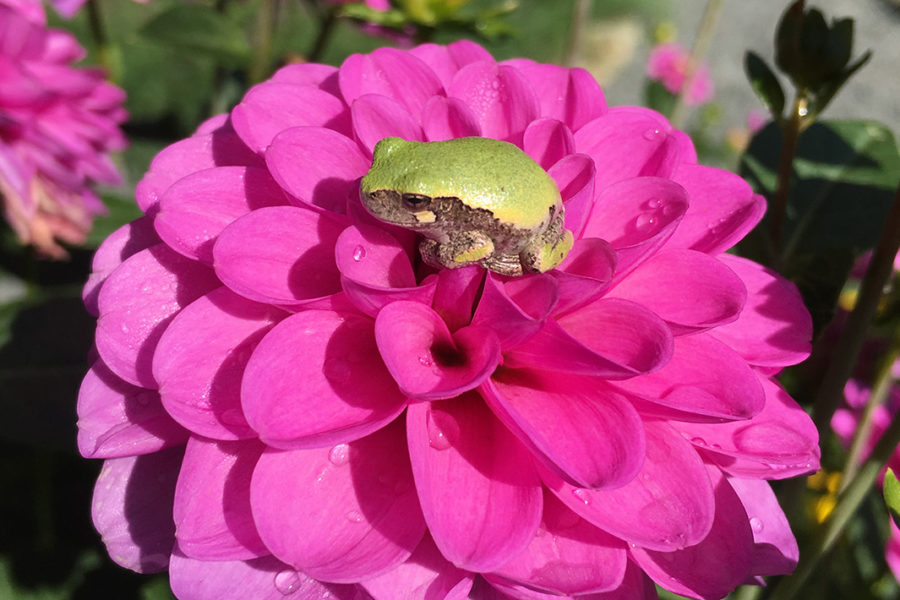 Serkan dahlia with tree frog