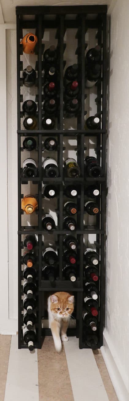 cat door in wine rack