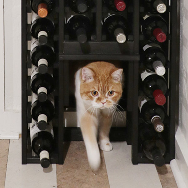 wine rack with a secret