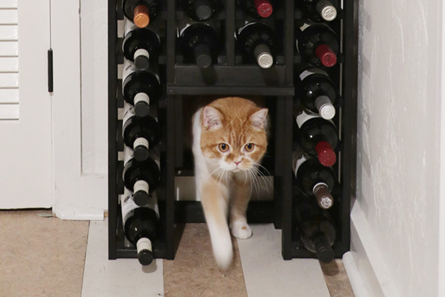 wine rack with a secret