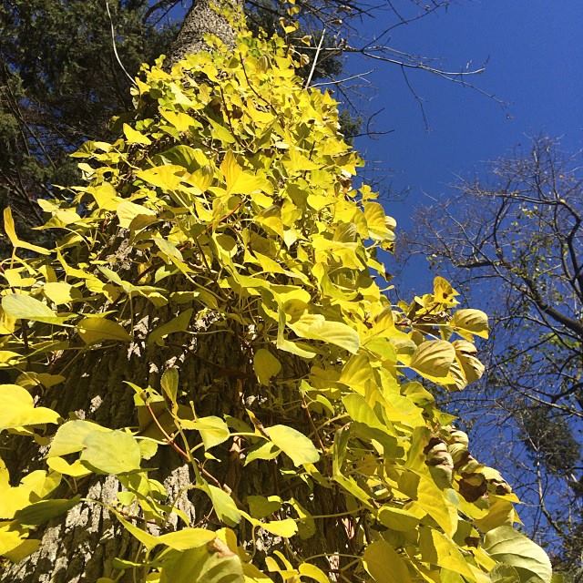 The fall color on climbing hydrangea is stunning.