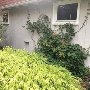 Climbing hydrangea on north facing wall