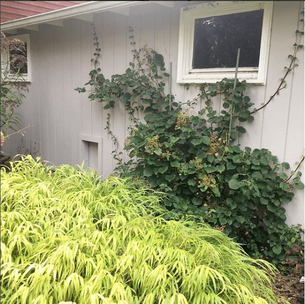 Climbing hydrangea on north facing wall