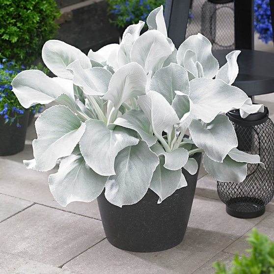 Senecio 'Angel Wings'