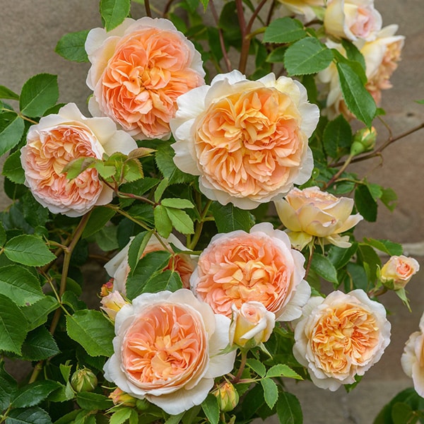 'Bathsheba' climbing rose