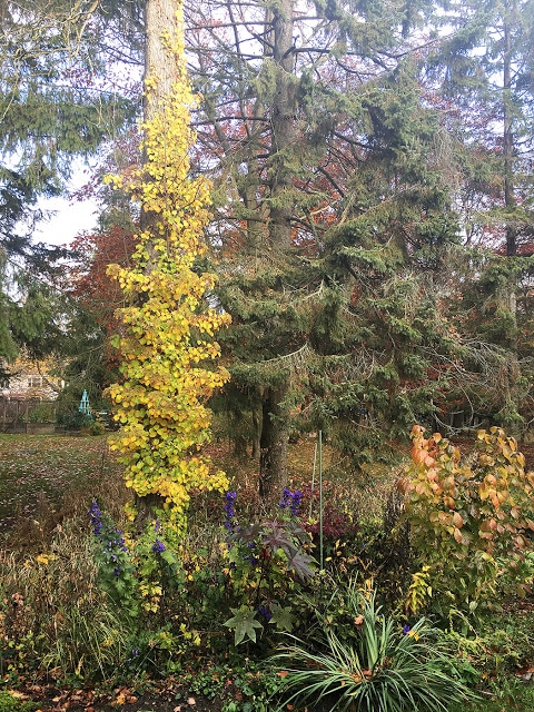 Fall Climbing hydrangea