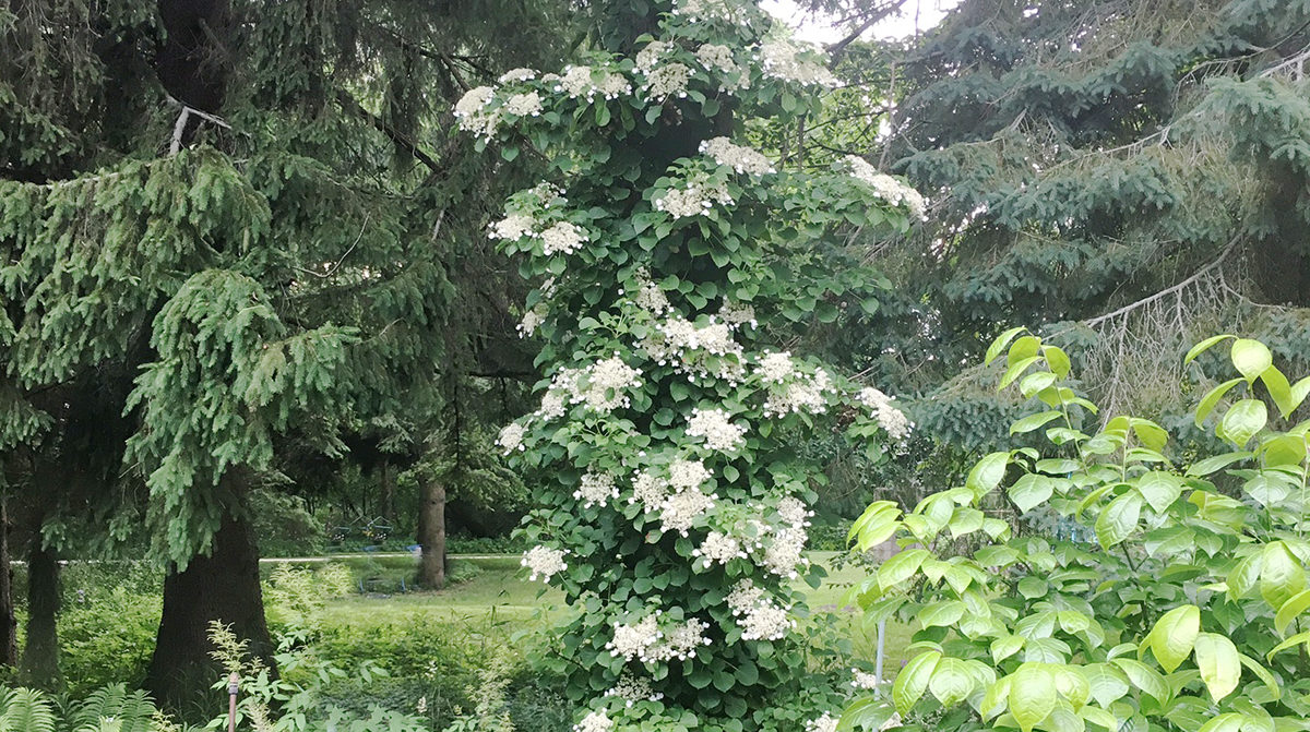 Plant to know Climbing hydrangea The Impatient Gardener
