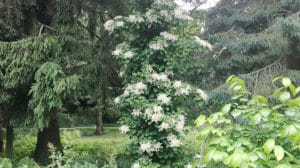 Plant to know: Climbing hydrangea