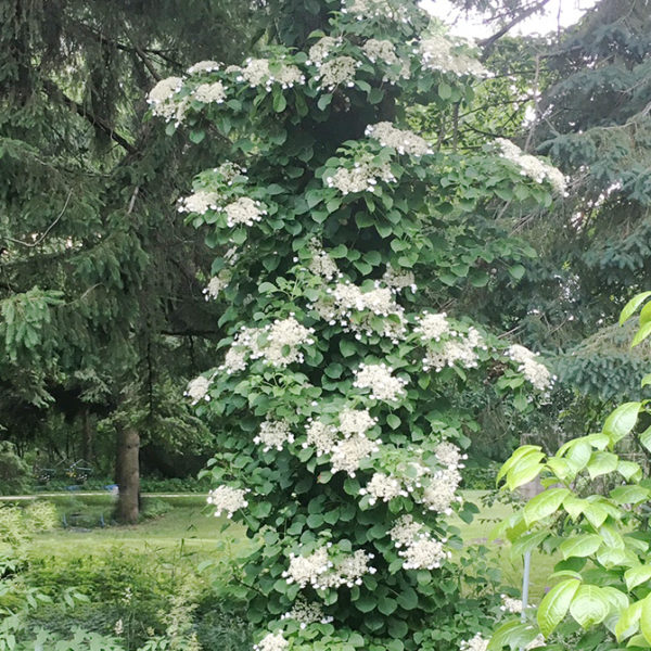 Plant to know: Climbing hydrangea