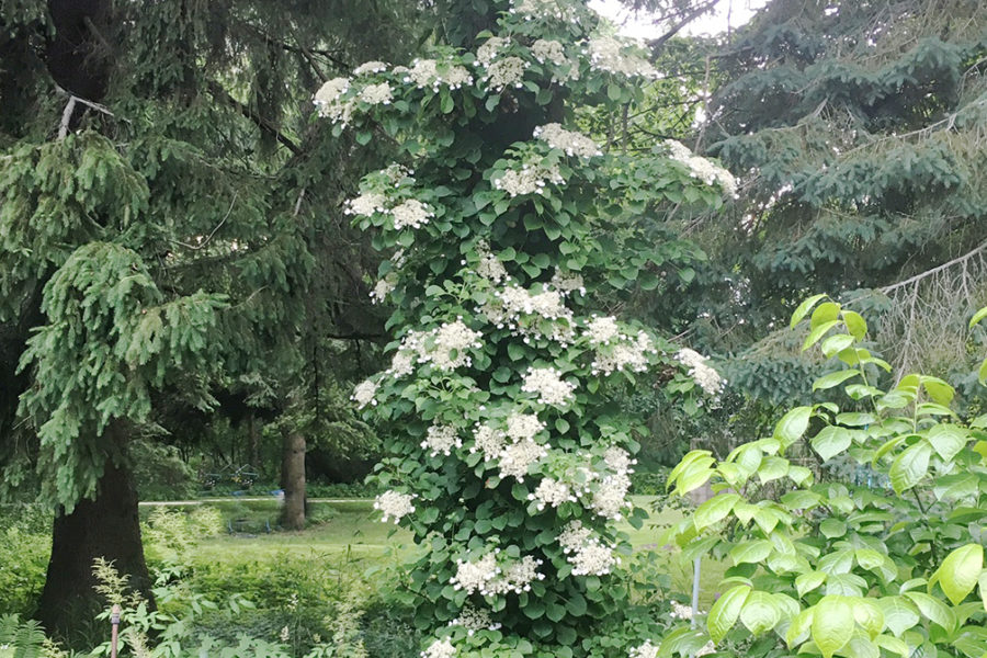 Plant to know: Climbing hydrangea