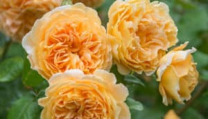 David Austen 'Crown Princess Margareta' rose