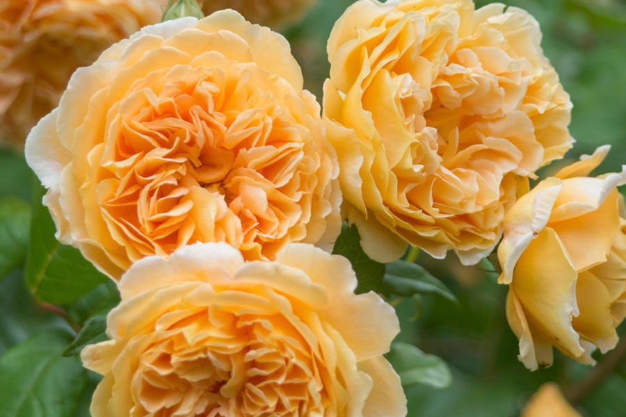 David Austen 'Crown Princess Margareta' rose