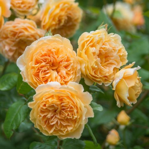 Crown Princess Margareta rose