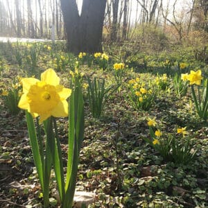 Daffodils in woods