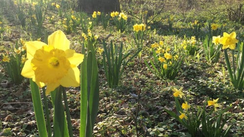 daffodils in field