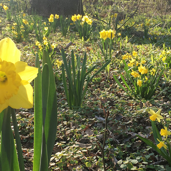 daffodils in field