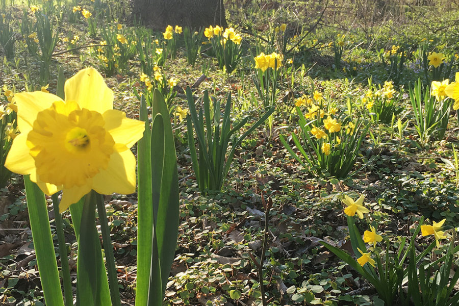 daffodils in field
