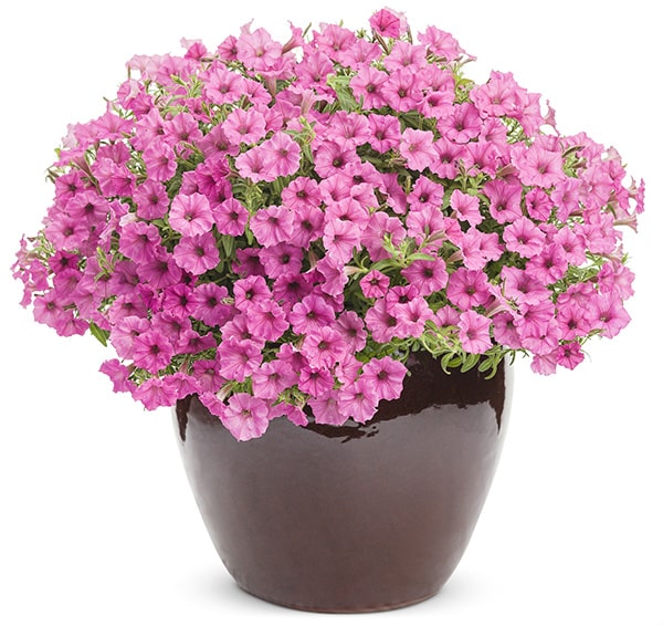 Supertunia Hot Pink Charm