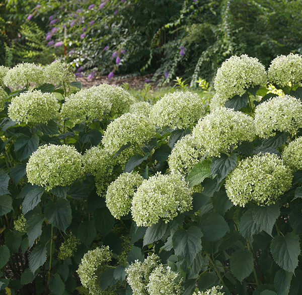 Invincibelle Limetta Hydrangea