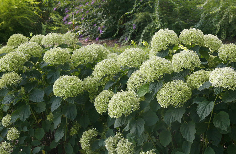 Invincibelle Limetta Hydrangea