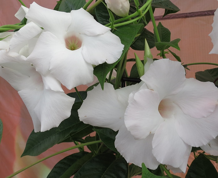 Mandevilla Sun Parasol Giant White