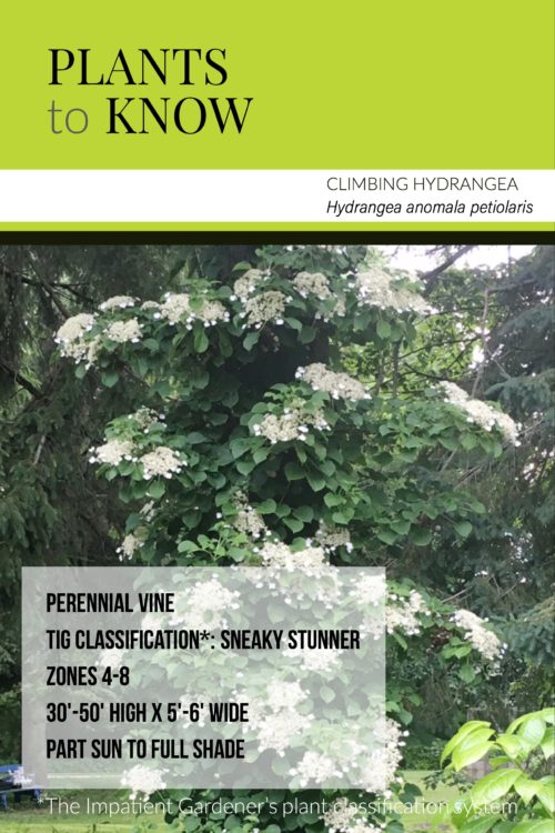 Plant to know from The Impatient Gardener: Climbing hydrangea