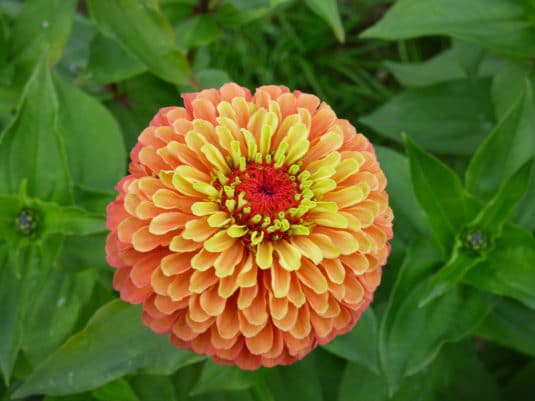 Queeny Lime Orange zinnia