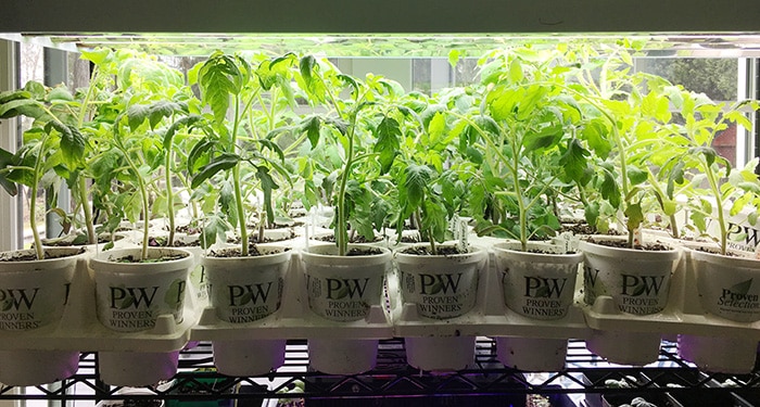 tomatoes under lights