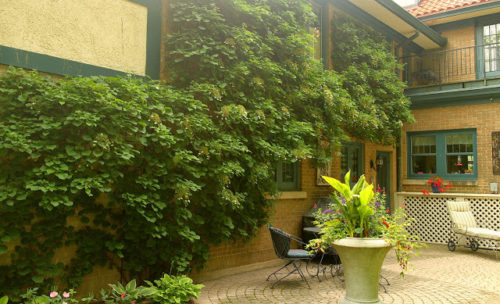 Climbing hydrangea growing on a brick house.