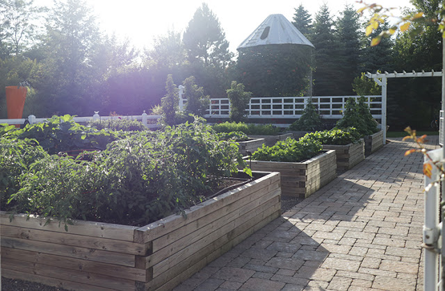 raised bed vegetable garden