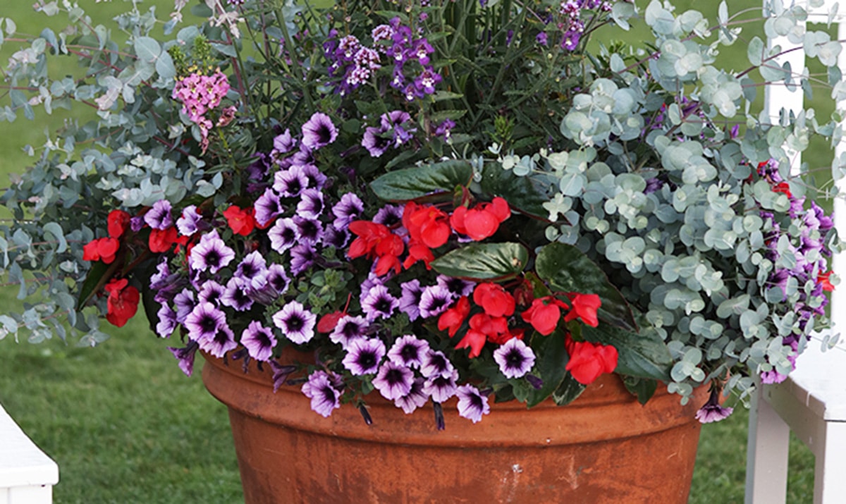 Penny Pinching Tip - Don't Throw Away Your Plant Containers!!! - One  Hundred Dollars a Month