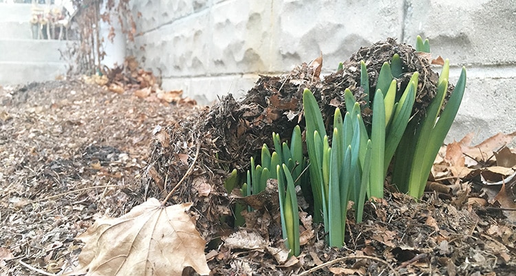 Daffs pushing